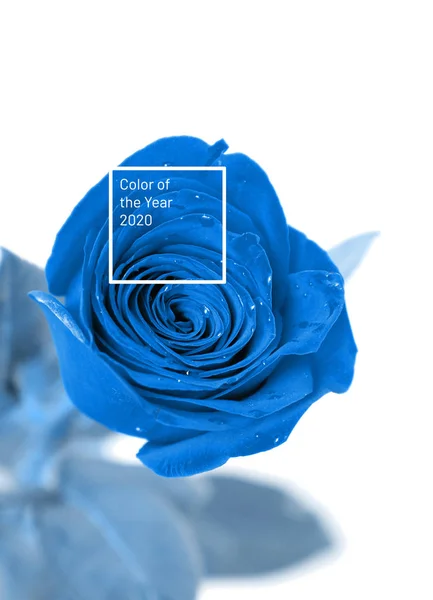 Rosa Blu Sfondo Bianco Colore Dell Anno 2020 — Foto Stock