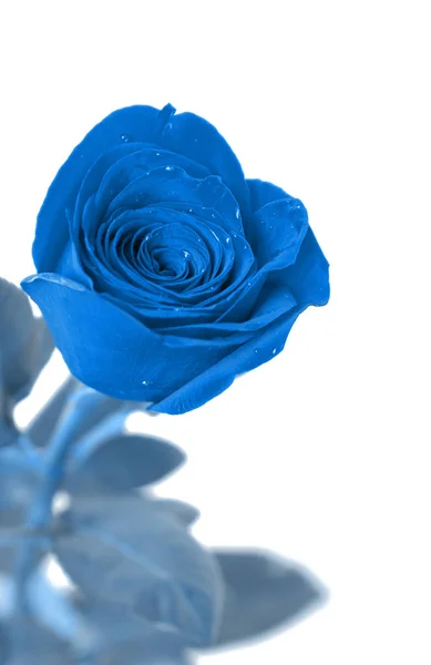 Rosa Azul Sobre Fondo Blanco Color Del Año 2020 —  Fotos de Stock