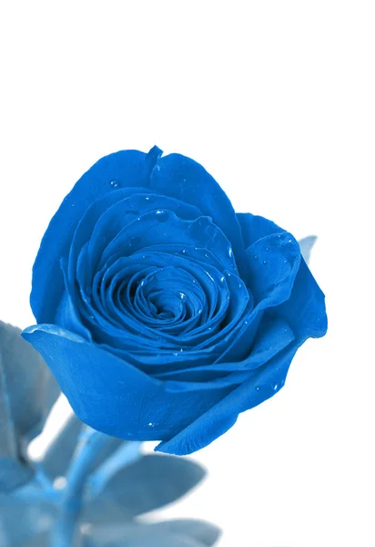 Rose Bleue Sur Fond Blanc Couleur Année 2020 — Photo