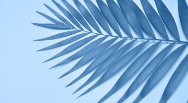 Mavi arkaplanda palmiye yaprağı.