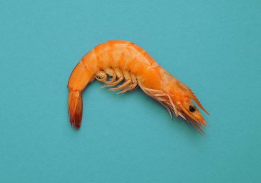 Mavi arka planda lezzetli şempanzeler.