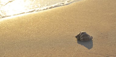 Sahilde denizde büyük bir deniz kabuğu.
