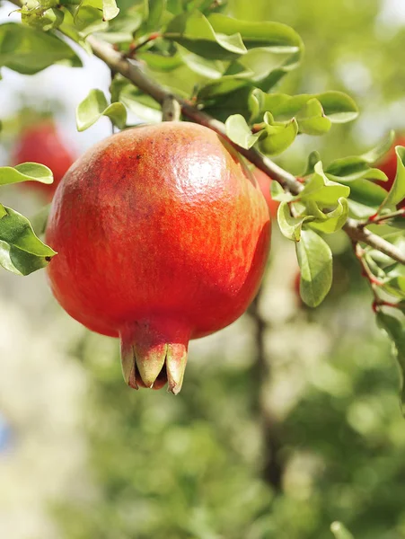 Frischer Granatapfel Baum Natürliche Gesunde Ernährung — Stockfoto