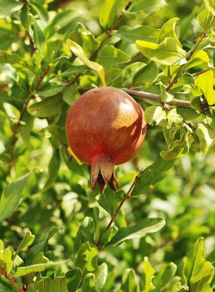 Frischer Granatapfel Baum Natürliche Gesunde Ernährung — Stockfoto