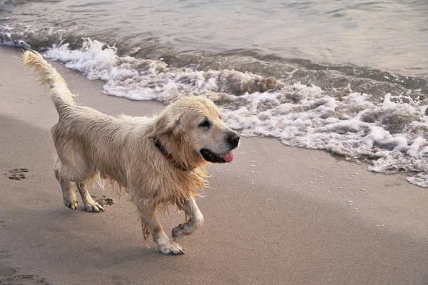 Cute Dog Runs Sea — Stock Photo, Image