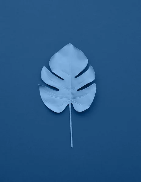 Foto Foglie Monstera Sfondo Colore Blu — Foto Stock