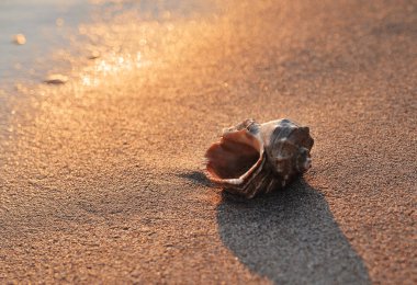 Sahilde denizde büyük bir deniz kabuğu.