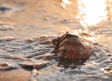 Sahilde denizde büyük bir deniz kabuğu.