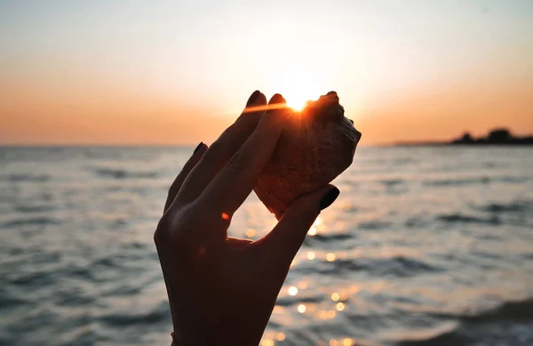 Die Weibliche Hand Hält Eine Große Muschel Sommerzeit Konzept — Stockfoto