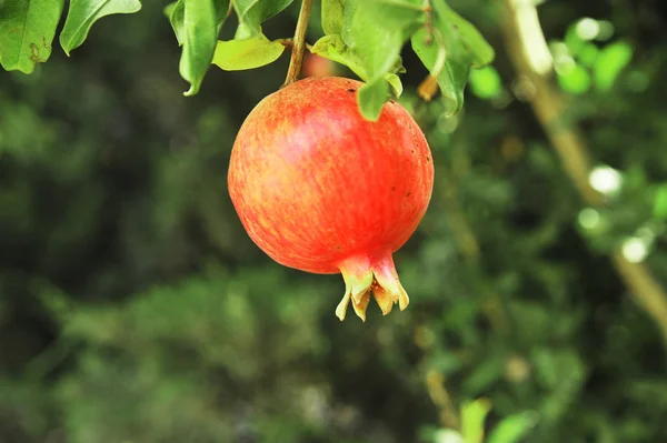 Romãs Crescendo Árvore Conceito Alimento Natural — Fotografia de Stock