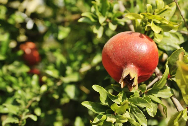 Granatäpfel Wachsen Baum Natürliches Ernährungskonzept — Stockfoto