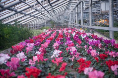 Saksıda çiçek açan çiçekler.