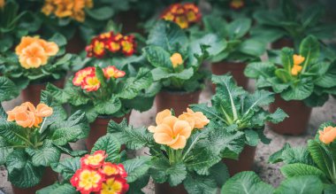 Saksıda çiçek açan çiçekler.