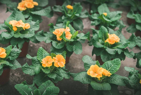 Fleurs Fleurs Dans Des Pots — Photo