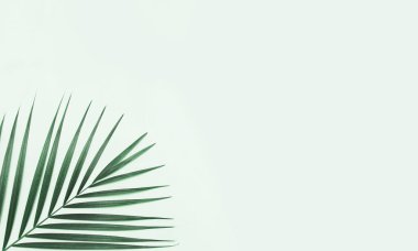 Renkli arkaplanda palmiye yaprakları.
