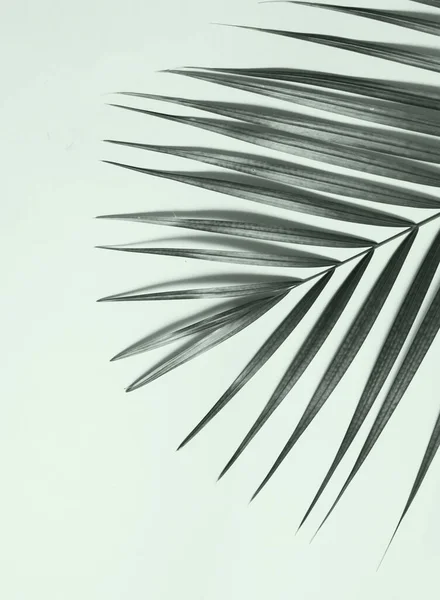 Palmblad Färgglada Bakgrund — Stockfoto