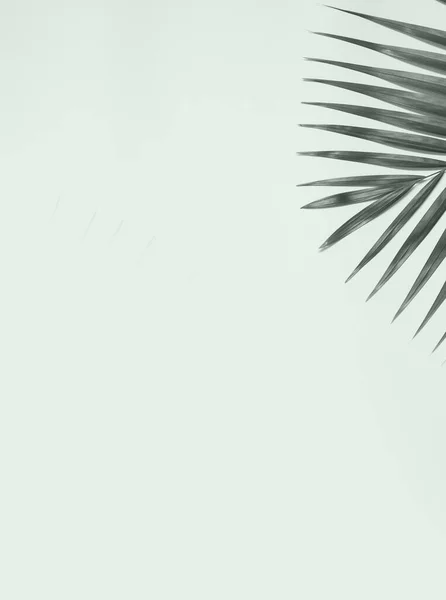 Sommar Banner Med Palm Träd Färgglada Bakgrund — Stockfoto