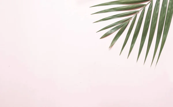 五彩缤纷的棕榈树夏季横幅 — 图库照片