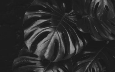 Koyu arkaplanda canavar yaprağı dokusu.