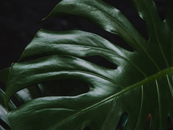 Texture of monstera leaf on dark background.