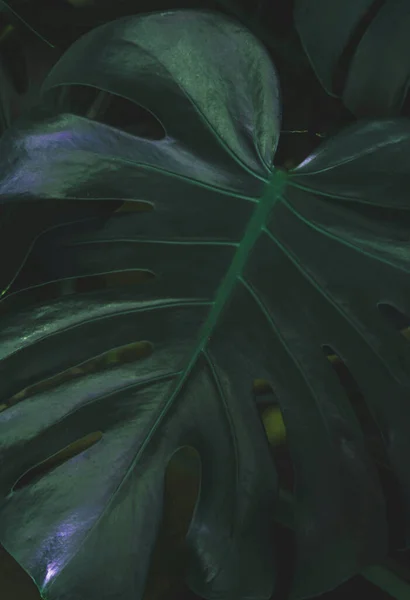 Texture of monstera leaf on dark background.