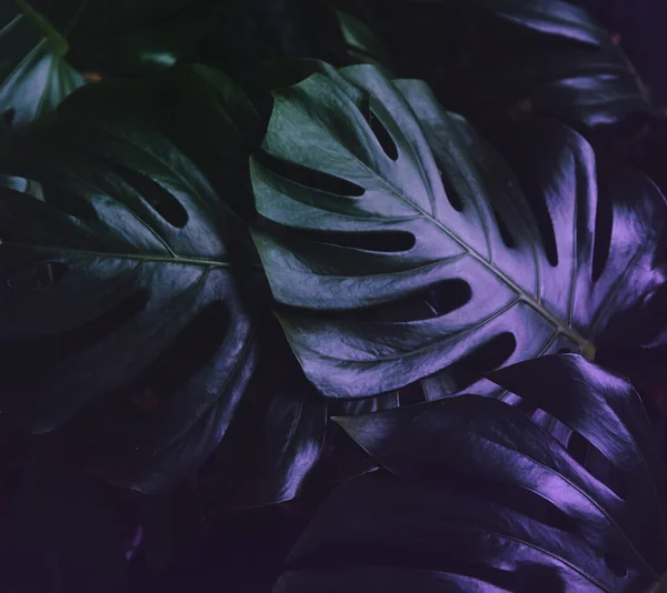 Textura Hoja Monstera Sobre Fondo Oscuro —  Fotos de Stock