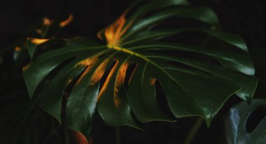 Koyu arkaplanda canavar yaprağı dokusu.