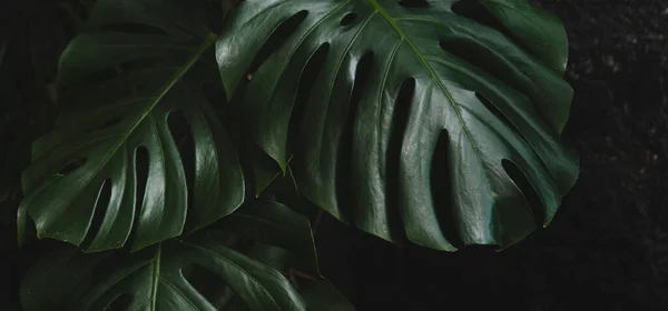 Texture of monstera leaf on dark background.