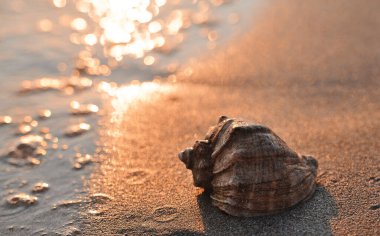 Büyük deniz kabuğu. Yaz mevsimi kavramı.