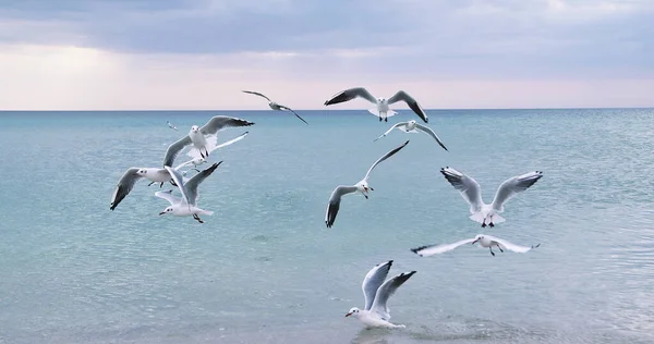 Mouettes Sur Plage — Photo