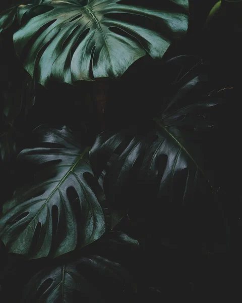 Textura Hoja Monstera Sobre Fondo Oscuro — Foto de Stock