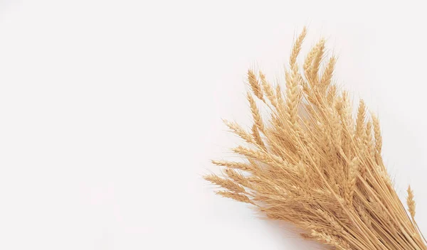 Пшениця Світлому Фоні Простором Копіювання — стокове фото