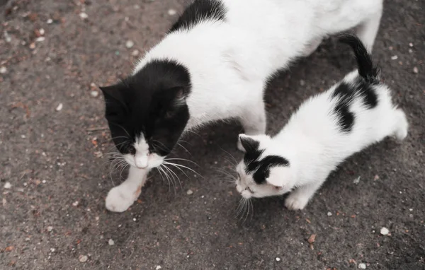 Söta Små Katter Utomhus — Stockfoto