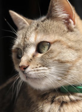 Gri sevimli kedi yavrusu portresi 