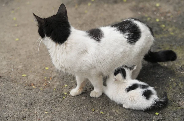 Svart Och Vit Katt Med Sina Kattungar — Stockfoto