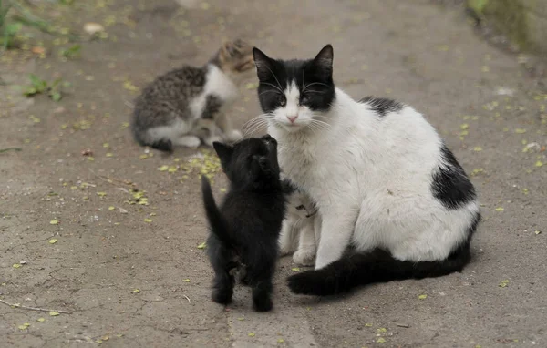 Svart Och Vit Katt Med Sina Kattungar — Stockfoto