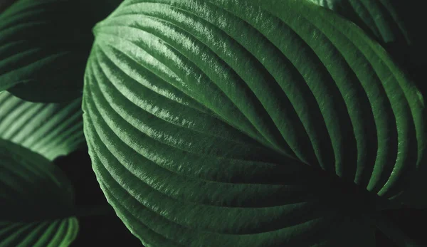 Текстура Зелёного Листа Фоновое Растение — стоковое фото