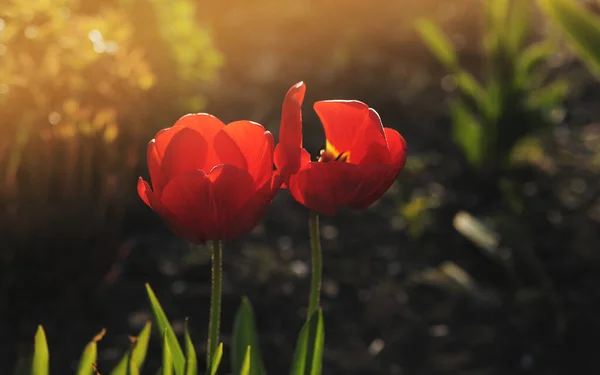 Tulipes Dans Jardin Coucher Soleil — Photo