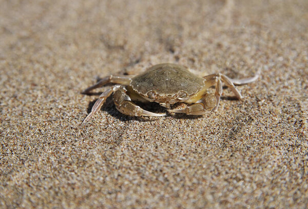 краб на пляже.