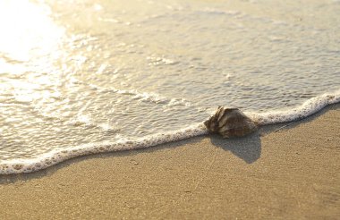 Günbatımı sahili arka planında deniz kabuğu.