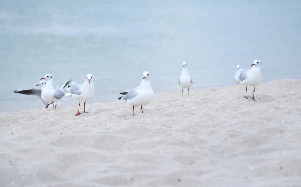 Möwen Strand — Stockfoto