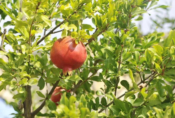 Granatäpfel Baum Natürliche Früchte — Stockfoto