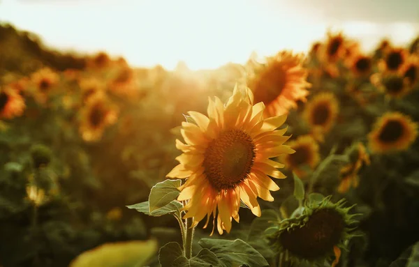 Campo Girasoles Sobre Fondo Azul —  Fotos de Stock