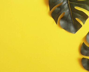 Sarı arka planda canavar yaprakları.