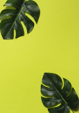 Yeşil arka planda canavar yaprakları.