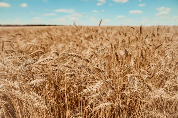 Campo Bonito Com Trigo Fundo Céu Azul — Fotografia de Stock