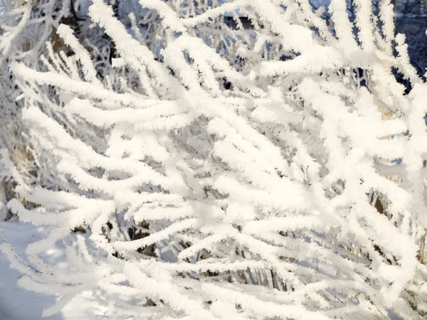 Гілки на деревах в морозі — стокове фото