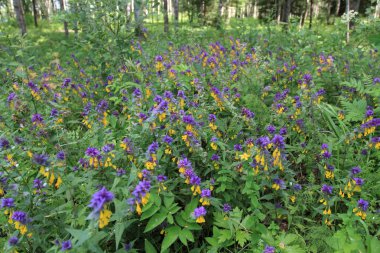 Büyük Rus göl ve yaz manzaraları.