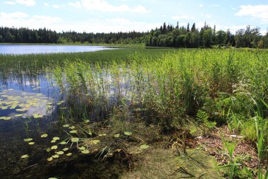 Büyük Rus göl ve yaz manzaraları.