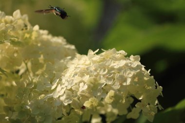Benim bahçesinden güzel çiçekler.
